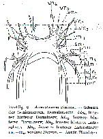 Acmostomum dioicum