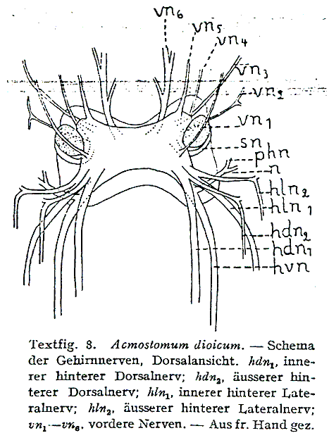 Acmostomum dioicum