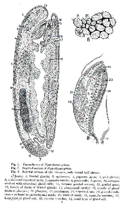 Hydrolimax grisea