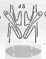 Plagiostomum (Plagiostomum) vittatum