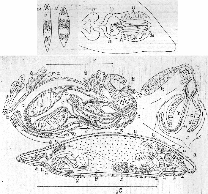 Plagiostomum abboti