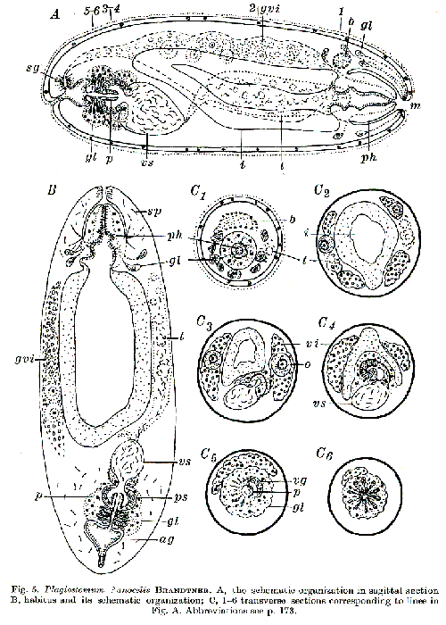 Plagiostomum anocelis