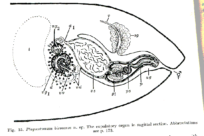 Plagiostomum birmanse