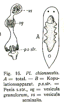 Plagiostomum chinoecetis