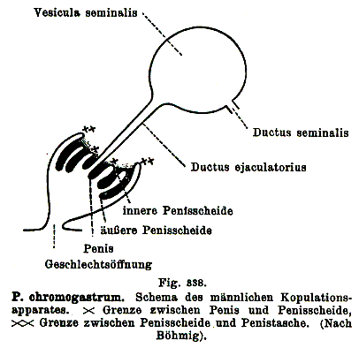 Plagiostomum chromogastrum