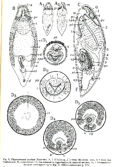 Plagiostomum cinctum