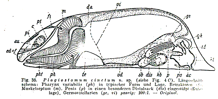 Plagiostomum cinctum