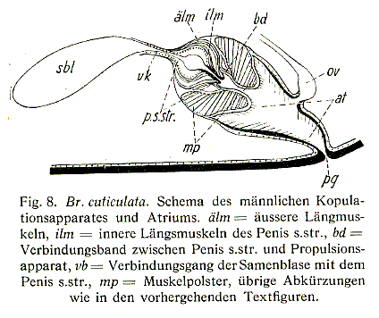 Brachyposthia cuticulata