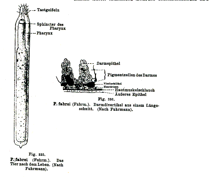 Plagiostomum fabrei