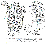 Plagiostomum falklandicum