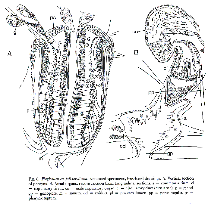 Plagiostomum falklandicum