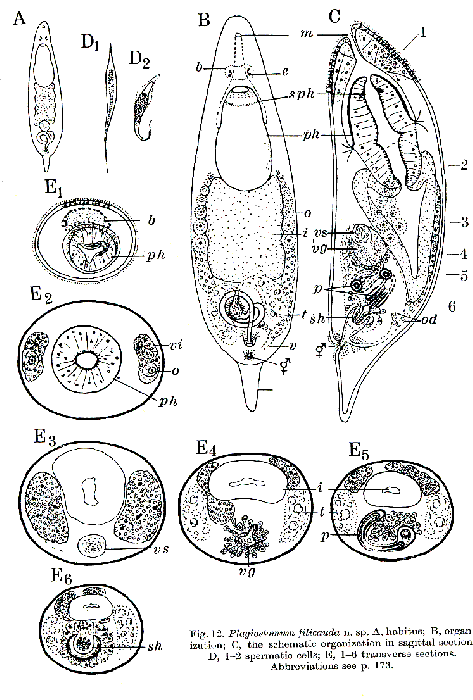 Plagiostomum filicauda