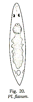 Plagiostomum flavum