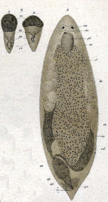 Plagiostomum girardi