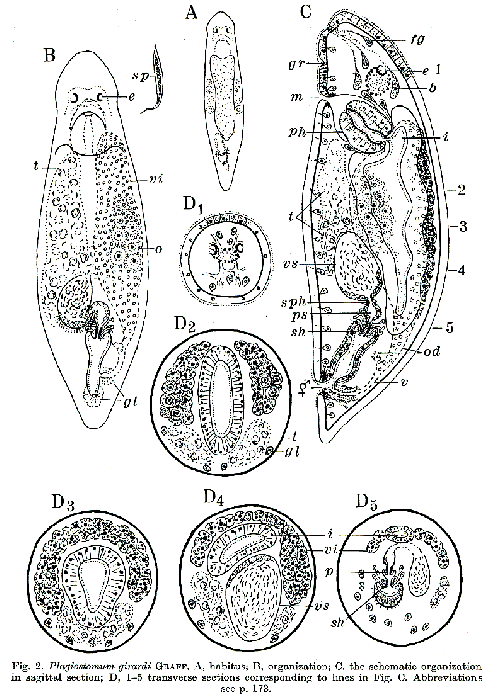 Plagiostomum girardi