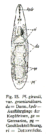 Plagiostomum girardi groenlandica