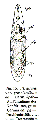 Plagiostomum girardi groenlandica