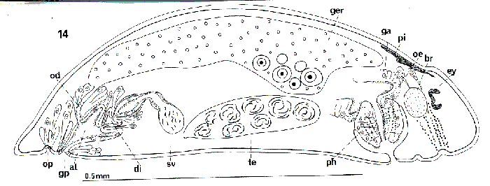 Plagiostomum girardi bermudensis