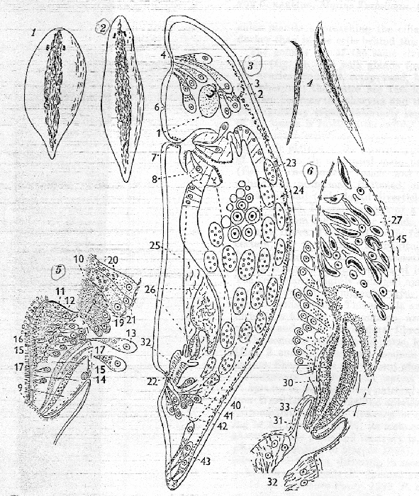 Plagiostomum girardi hymani