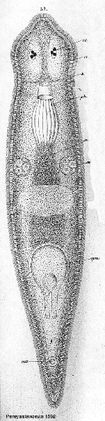 Plagiostomum girardi ponticum