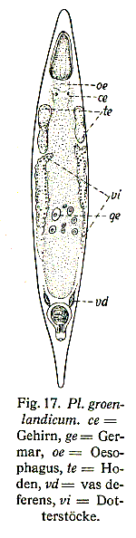 Plagiostomum groenlandicum