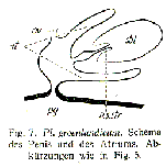 Plagiostomum groenlandicum