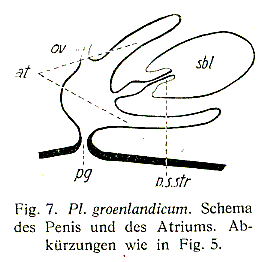 Plagiostomum groenlandicum