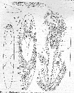 Plagiostomum hartmani