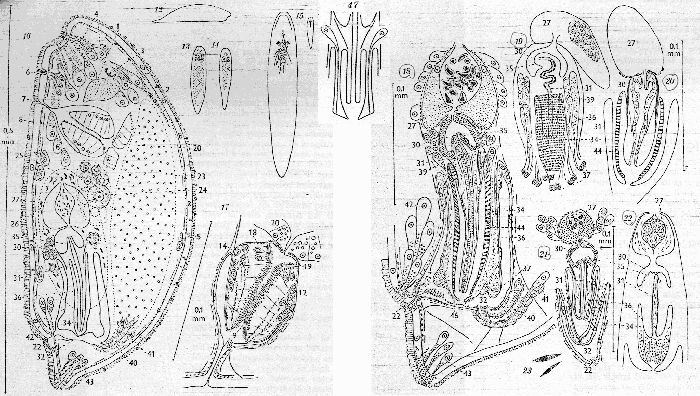 Plagiostomum hedgpethi