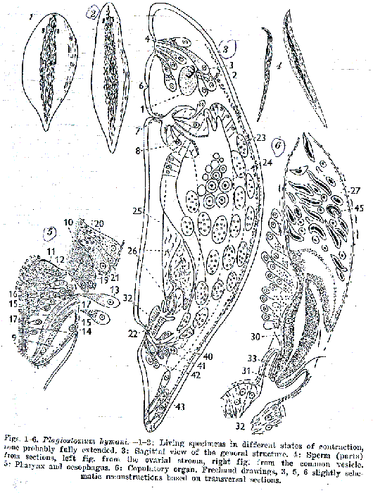 Plagiostomum hymani