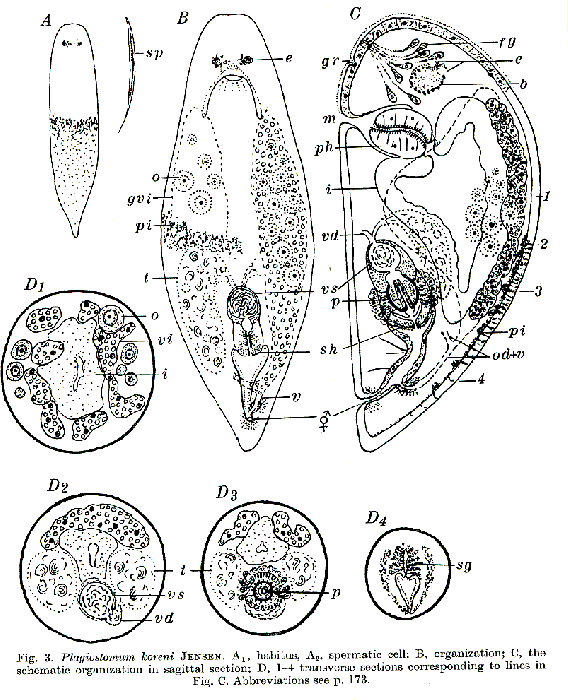 Plagiostomum koreni