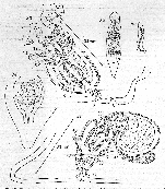 Plagiostomum langi