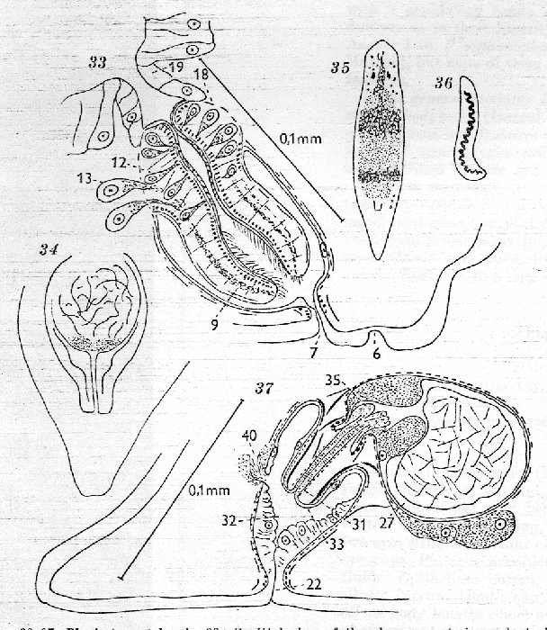 Plagiostomum langi