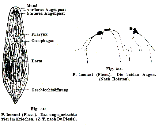 Plagiostomum lemani