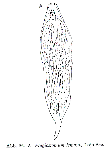 Plagiostomum lemani