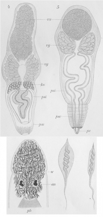 Plagiostomum maculatum