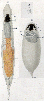 Plagiostomum maculatum