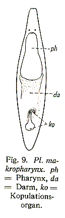 Plagiostomum makropharynx