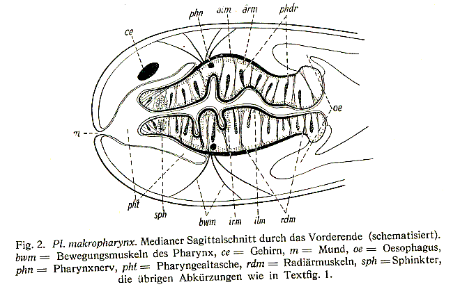 Plagiostomum makropharynx