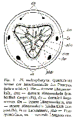 Plagiostomum makropharynx