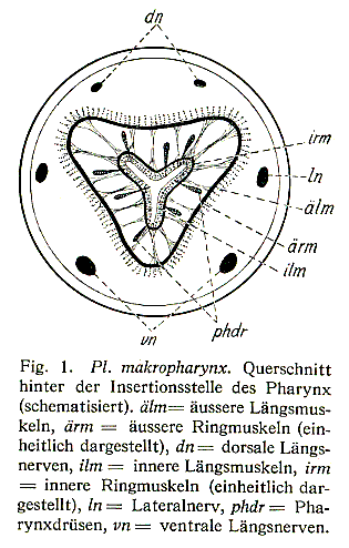 Plagiostomum makropharynx