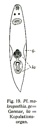 Plagiostomum makroposthia