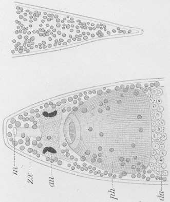 Plagiostomum meledanum