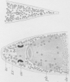 Platyhelminthes (flatworms)