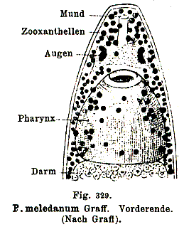 Plagiostomum meledanum