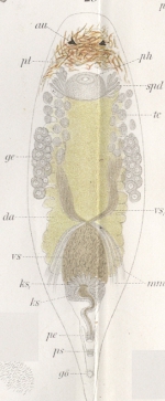 Plagiostomum morgani