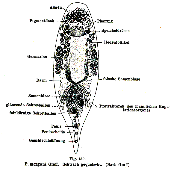 Plagiostomum morgani