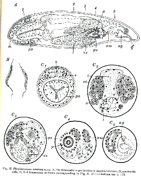 Plagiostomum nostrum