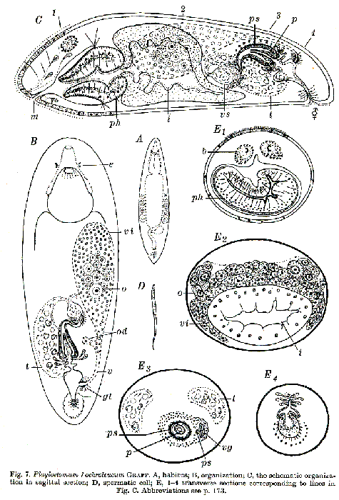 Plagiostomum ochroleucum