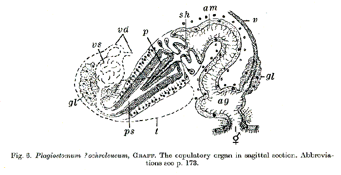 Plagiostomum ochroleucum